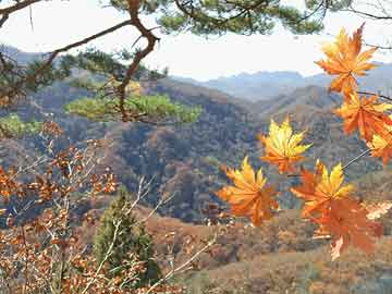 黃大仙精準(zhǔn)內(nèi)部三肖三碼,戰(zhàn)略調(diào)整解答落實_隨意集32.968